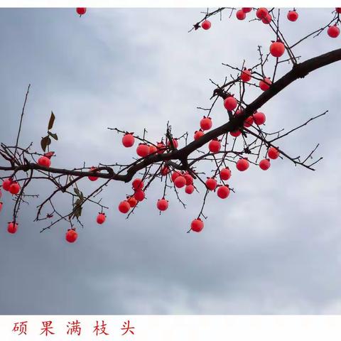 “柿 柿"如 意
