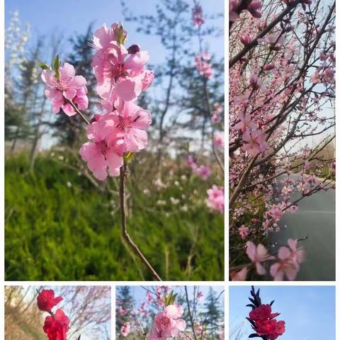 居家时光，“宅”而不“荒”——伊园幼儿园小班线上教学活动第四期