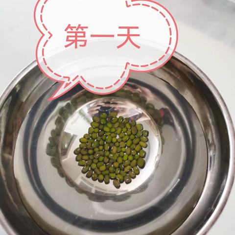 粟韵霖的豆芽养成记