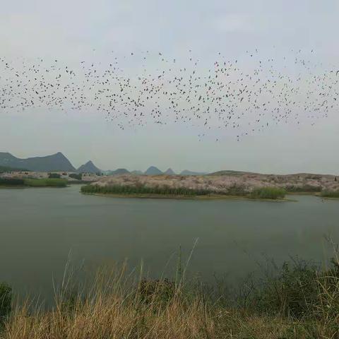 平坝樱花