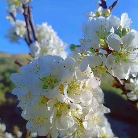 🌸庚子春色||一桶江湖诗歌🌸