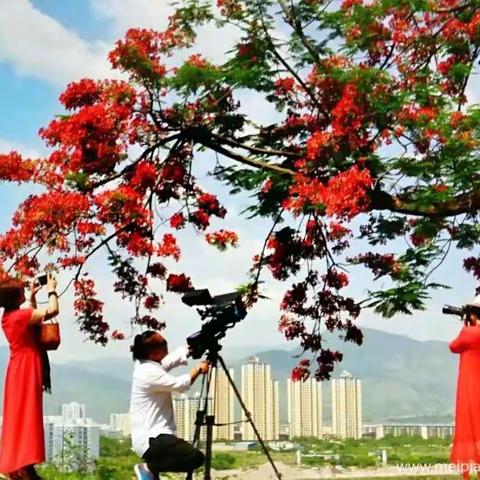 🍀五月风云涌，江湖花又开🍀