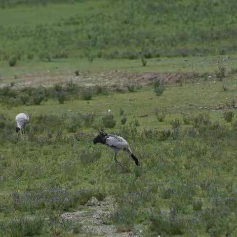 日喀则市到萨嘎再到狮泉河镇