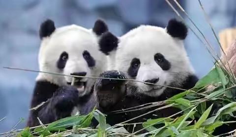 栾川娃知栾川——走进竹海野生动物园第2期活动招募中