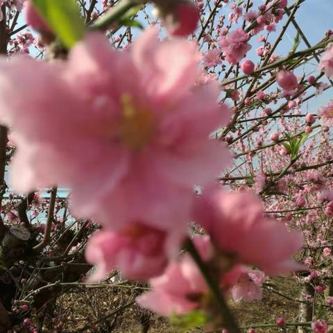 冬季昌平大棚看桃花