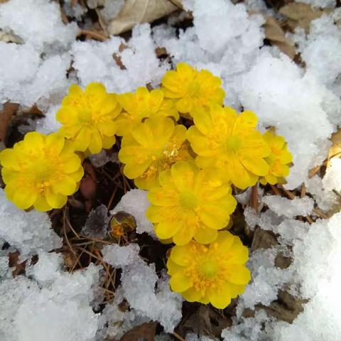 爬山涉水寻找迎春花☞冰凌花∠※