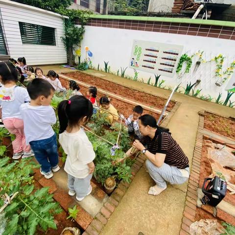 小二班🥬打理青青菜园