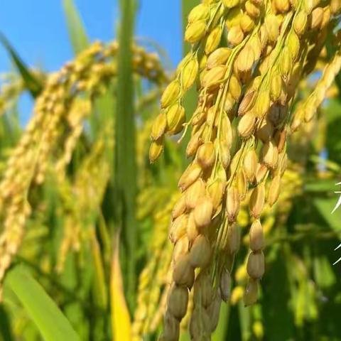 水稻喜丰收   ET幼儿收割忙