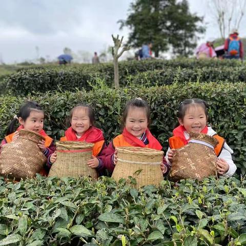 自然是吾师——小一班亲子采茶记