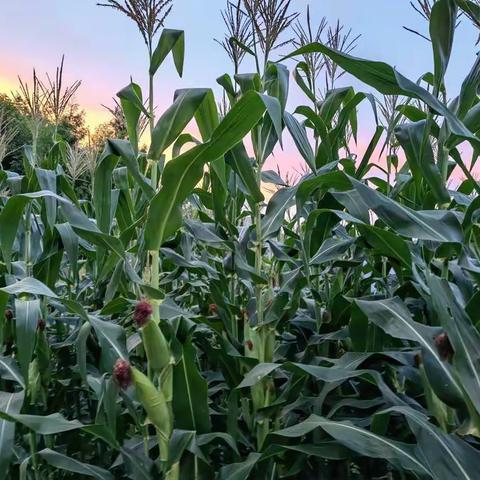 玩转玉米🌽———高旗实验小学106班书香中队黄恩毅