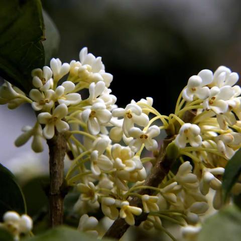 深秋季节  阳台花语