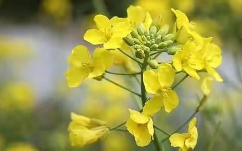 美丽的油菜花