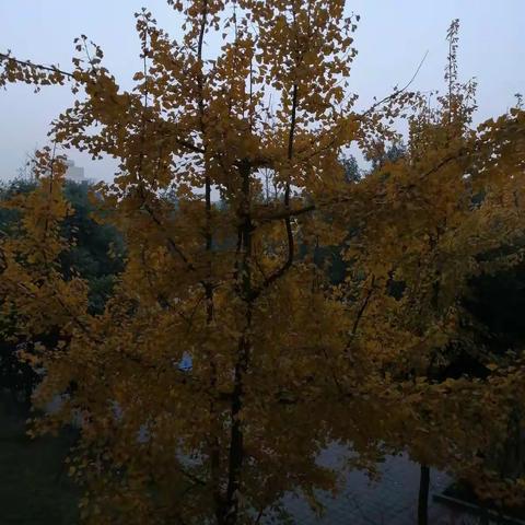 初冬的校园美丽而有温度