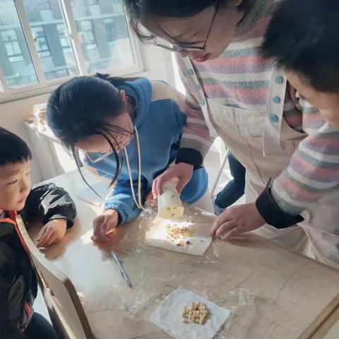 四5班绿豆芽生长记