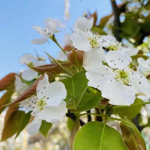 花开“疫”散 盼望归来——张闰涵居家精彩活动