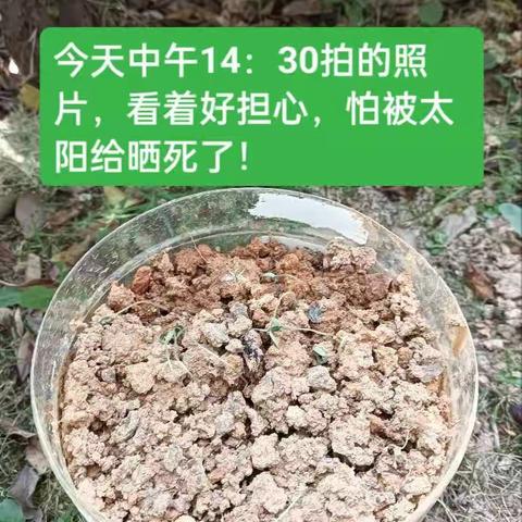 小番茄成长记4