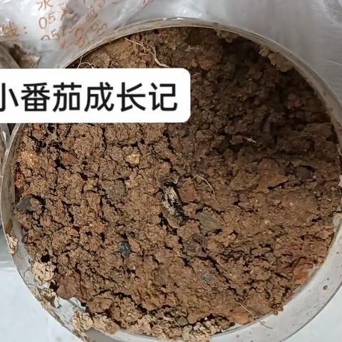 小番茄成长记1