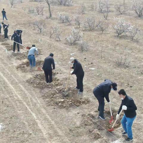一年时光春最好 植树添绿正当时——哈拉道口镇开展义务植树活动