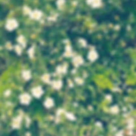 山花烂漫时