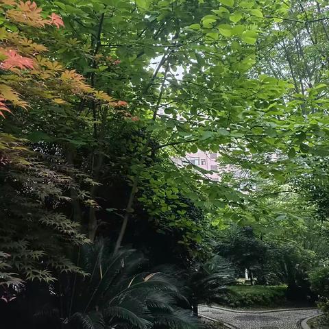 清晨的冥想