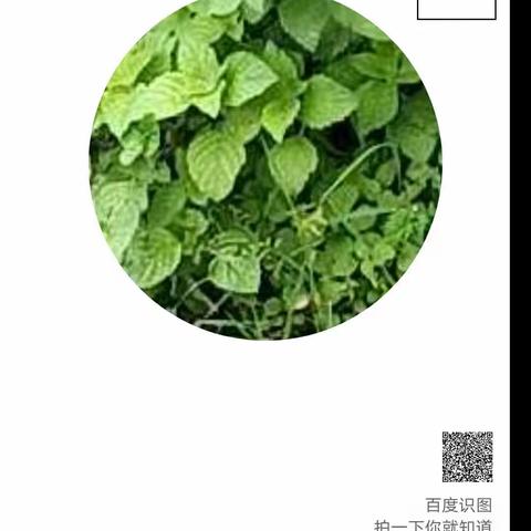 春天的户外～野草🌿篇