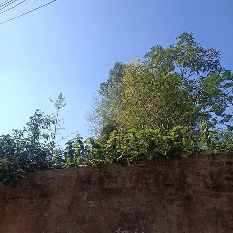 自然与阳光