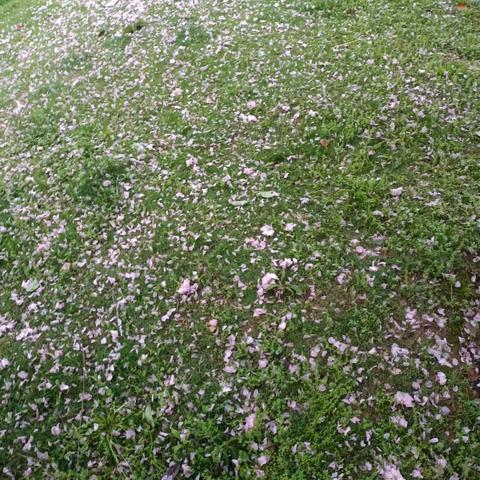 清明.春天的樱花🌸
