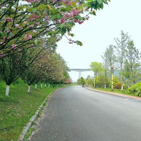 🌸🌸樱花浅语     淡抒流年 🌸  🌸