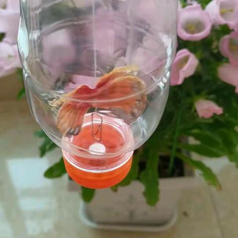自制磁铁玩具—振翅蝴蝶