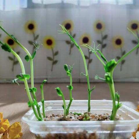 梦见老爸了