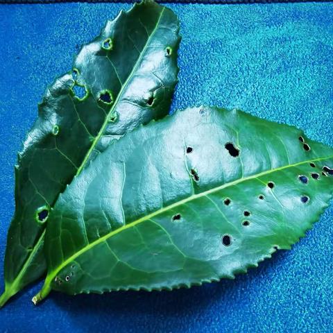 秦汉书院童学馆壬寅年立冬茶事活动邀请函