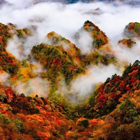 金秋十月红叶光雾山旅游区米仓山景区，龙头山景区，兴汉圣境，金桔观光园，留坝老街摄影拍照纯玩四日游
