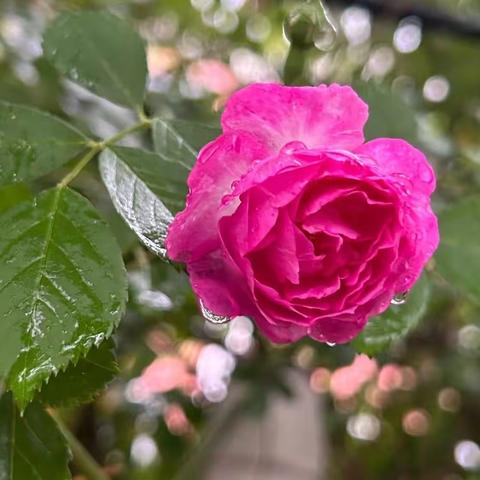 以文促研，“语”你同行-四年级六单元集体备课