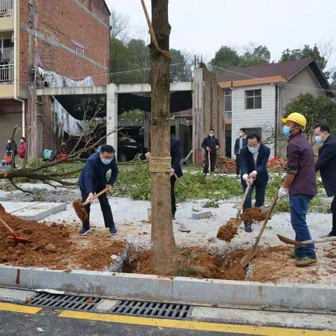 全民义务植树  扮靓桃城