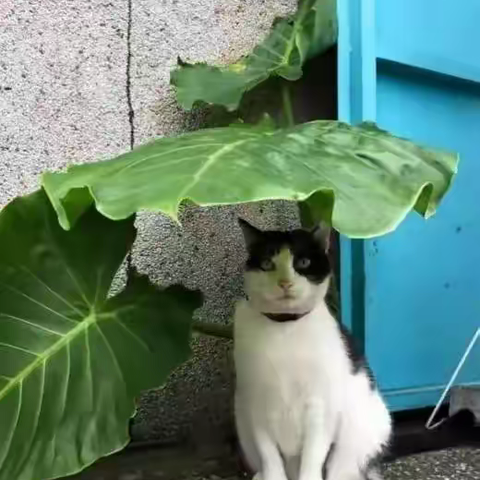 躲雨感怀（新韵）