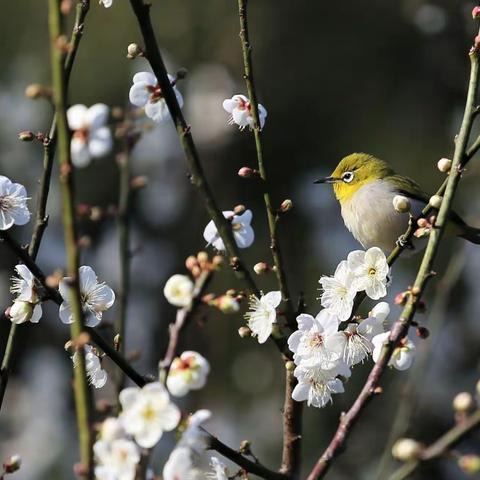 2021年广州梅花篇