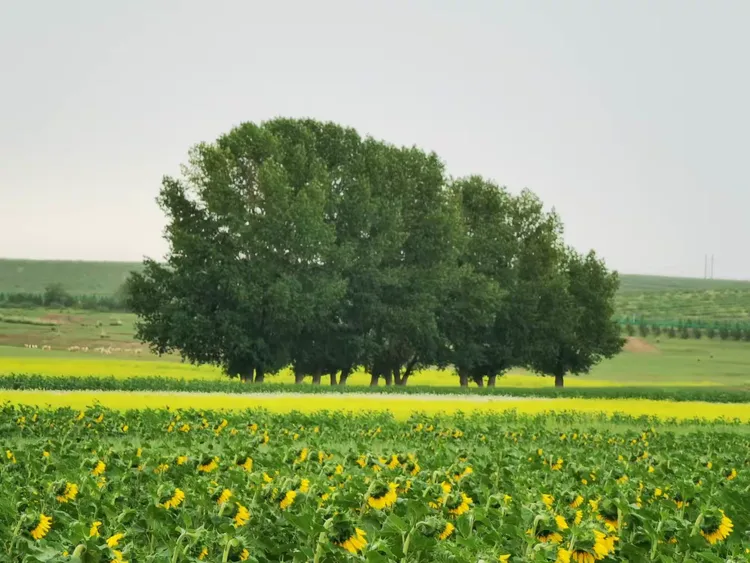 固阳土豆购买网站在哪_固阳十大名小吃