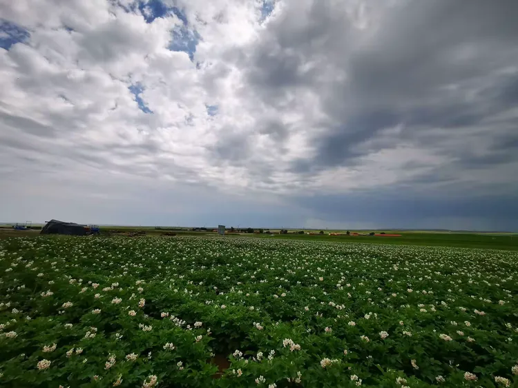 固阳土豆购买网站在哪_固阳十大名小吃