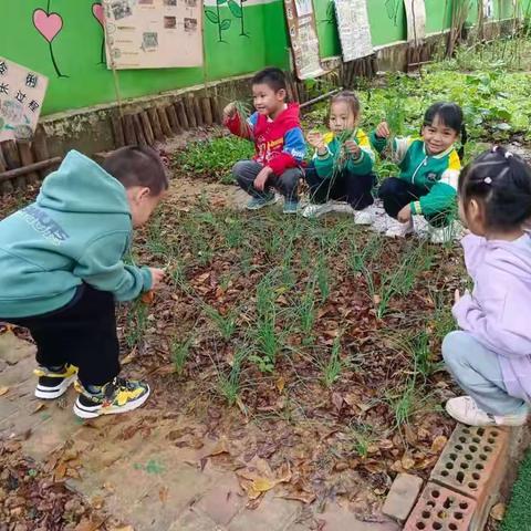 武鸣区两江镇中心幼儿园中一班生活实践课程《自制葱油饼》