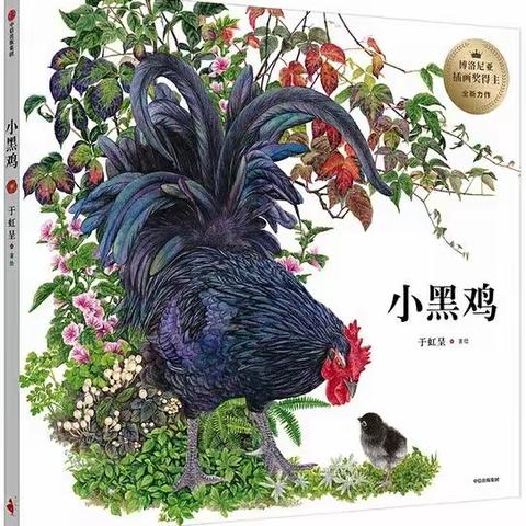 精读绘本《小黑鸡》