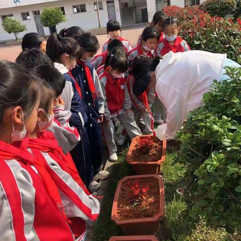 以劳育德，以劳育美——朱坑镇中心小学“我是小园丁”活动记实