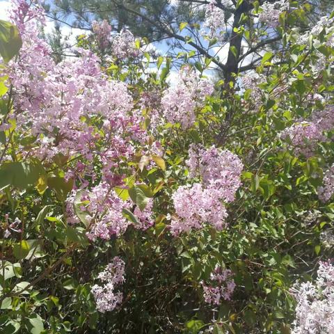 路边的丁香花开了