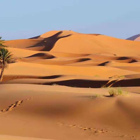 The desert