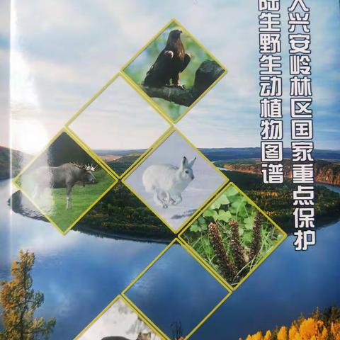 “关注旗舰物种保护推进美丽中国建设”新林林业局新林林场开展2022年“世界野生动植物日”主题宣传活动
