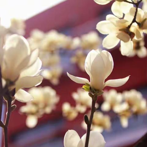 春天课堂  繁华似锦