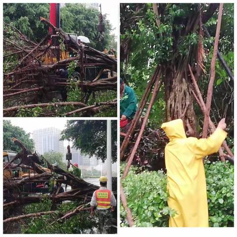 【粤晖园林】无畏风雨 一路前行