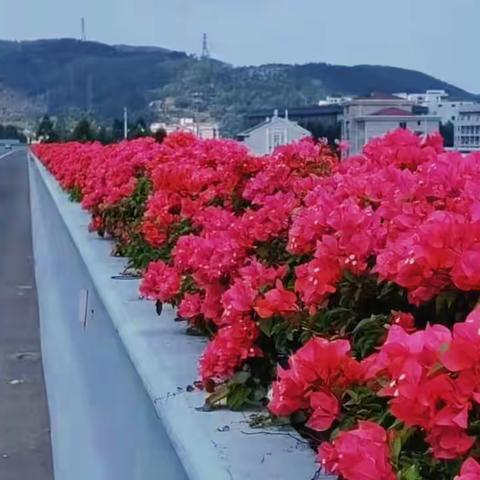 繁花似锦，喜迎国庆