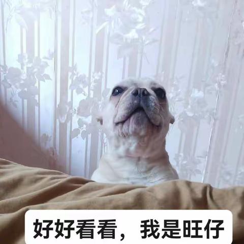 旺仔的宣言