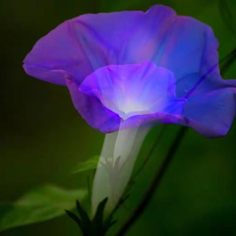 牵牛花