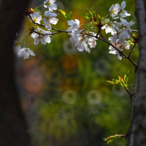 樱花